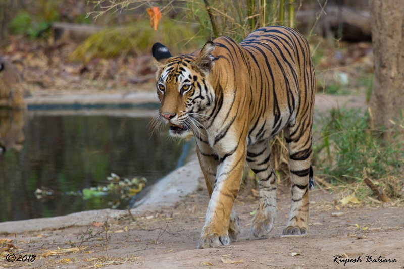 Indian Tiger at Madhya Pradesh's Bandhavgarh National Park